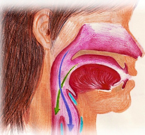 Vía aérea y digestiva compartida al descender la laringe hacia el cuello